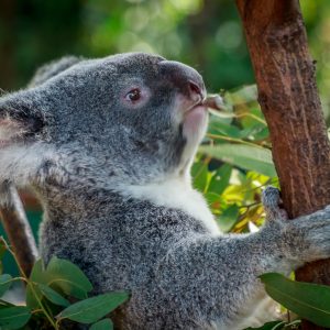 koala eating gum leaves, stuart-photography, gold coast, koala, australia