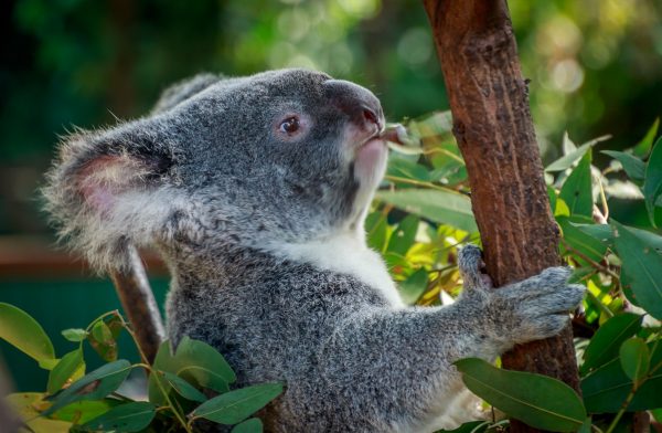 koala eating gum leaves, stuart-photography, gold coast, koala, australia